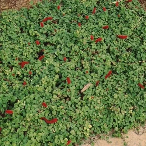 thumbnail for publication: Acalypha pendula: Dwarf Chenille Plant